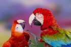 Red and green macaw, green-winged macaw. Art Print